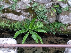 Asplenium scolopendrium