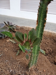 Euphorbia trigona