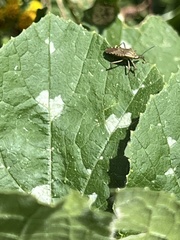 Hypselonotini