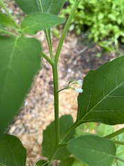 Solanum americanum
