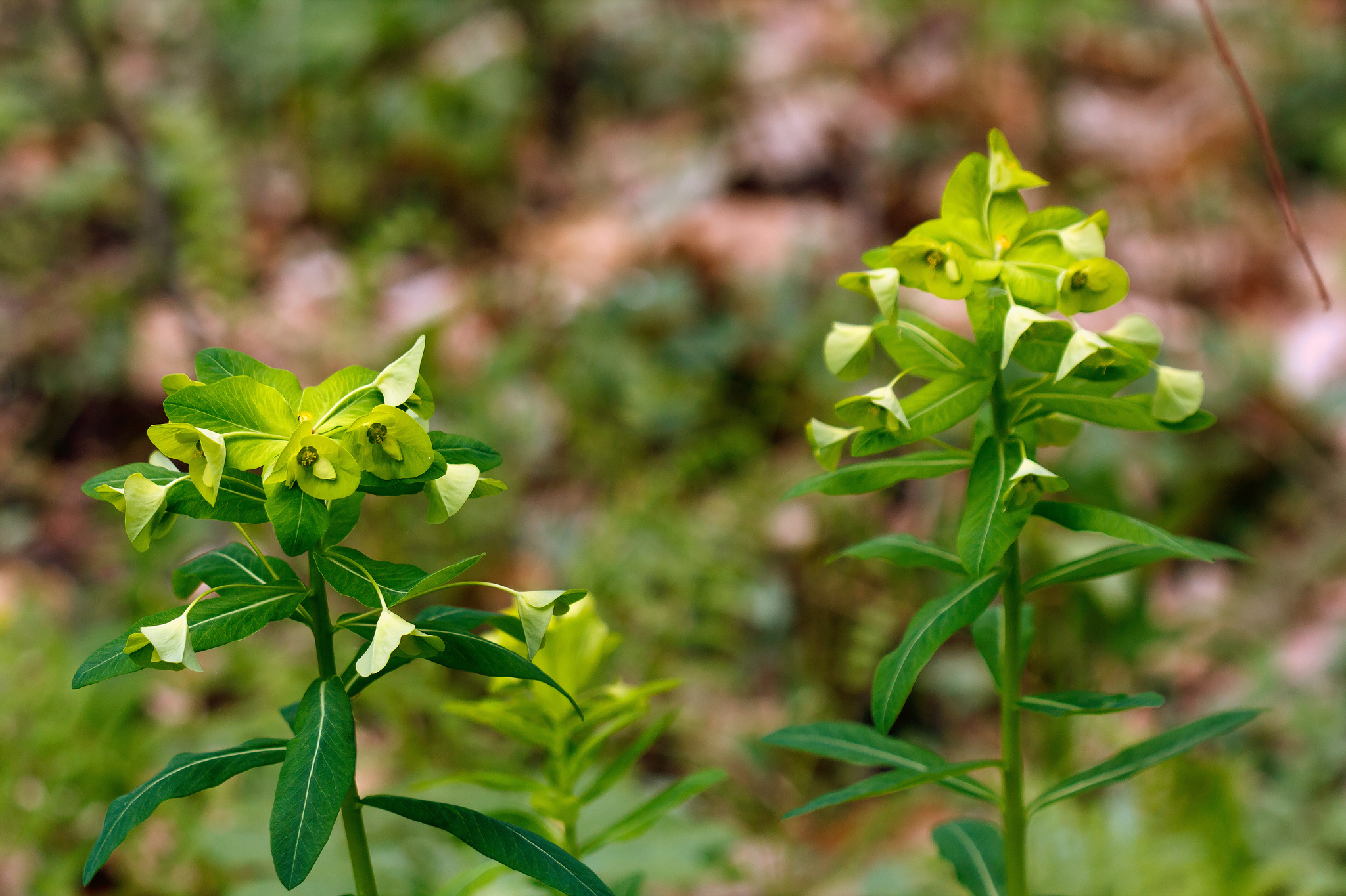 Euphorbia purpurea