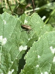 Hypselonotini