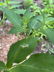 Solanum americanum