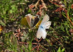 Polyommatus coridon