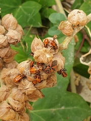 Spilostethus furcula