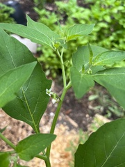 Solanum americanum