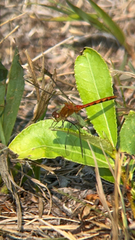 Sympetrum obtrusum