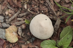 Lycoperdon excipuliforme