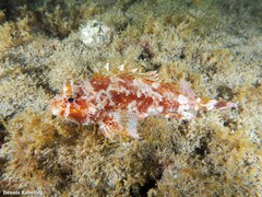 Scorpaena maderensis