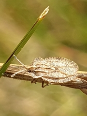 Tingis reticulata