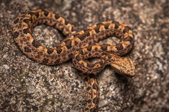 Protobothrops mucrosquamatus