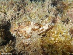 Scorpaena porcus