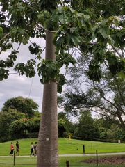 Cavanillesia platanifolia