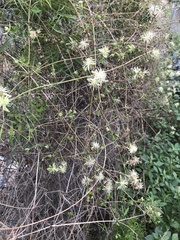 Clematis drummondii