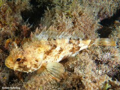 Scorpaena porcus