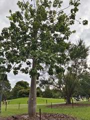 Cavanillesia platanifolia