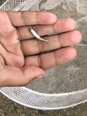 Atherinops affinis