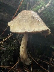 Leccinellum albellum