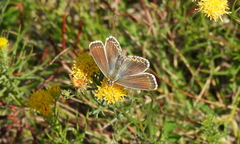 Polyommatus coridon