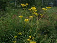 Patrinia scabiosifolia