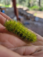 Automeris zephyria