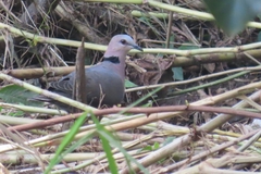 Streptopelia semitorquata
