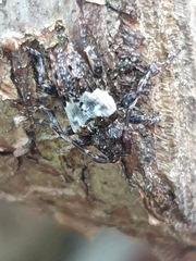 Pogonocherus hispidulus