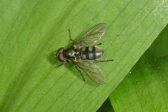 Portevinia maculata