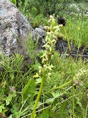 Platanthera huronensis