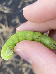 Smerinthus ocellata