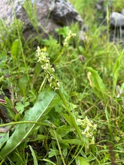 Platanthera huronensis