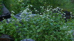 Cardamine asarifolia