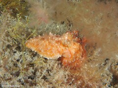 Callistoctopus macropus