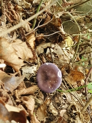 Calocybe ionides
