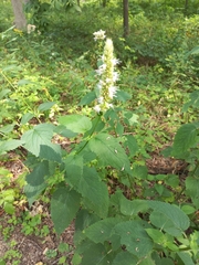 Agastache scrophulariifolia