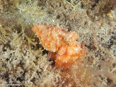 Callistoctopus macropus