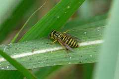 Vespula squamosa