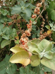 Withania somnifera