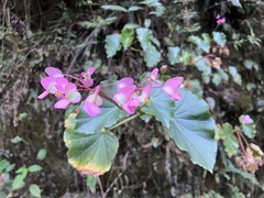 Begonia bracteosa