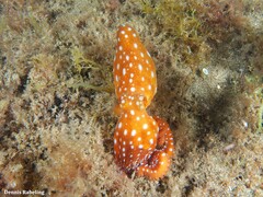 Callistoctopus macropus