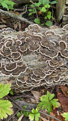 Trametes versicolor