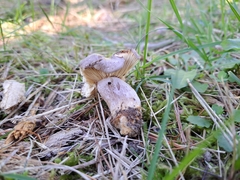 Russula amoenolens