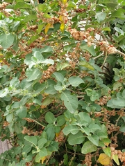Withania somnifera