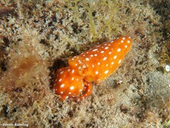 Callistoctopus macropus