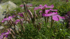 Dianthus pavonius