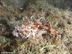 Scorpaena notata