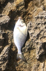 Sparus auratus