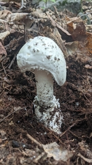 Amanita longipes