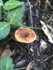 Heimiomyces tenuipes