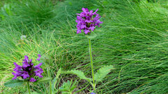 Betonica hirsuta